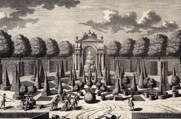 Orange Grove