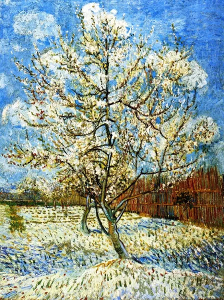 Peach Trees in Blossom