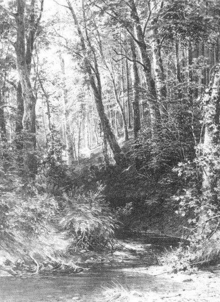 Brook in a Forest