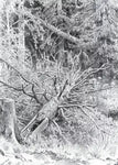 No Frame (Rolled in a Tube)