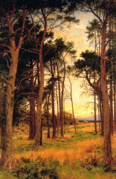 Skirt of a Pine Wood